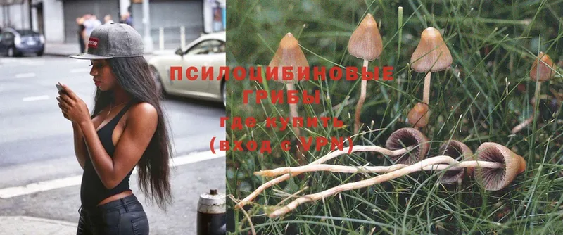 как найти наркотики  Барыш  Псилоцибиновые грибы Psilocybe 